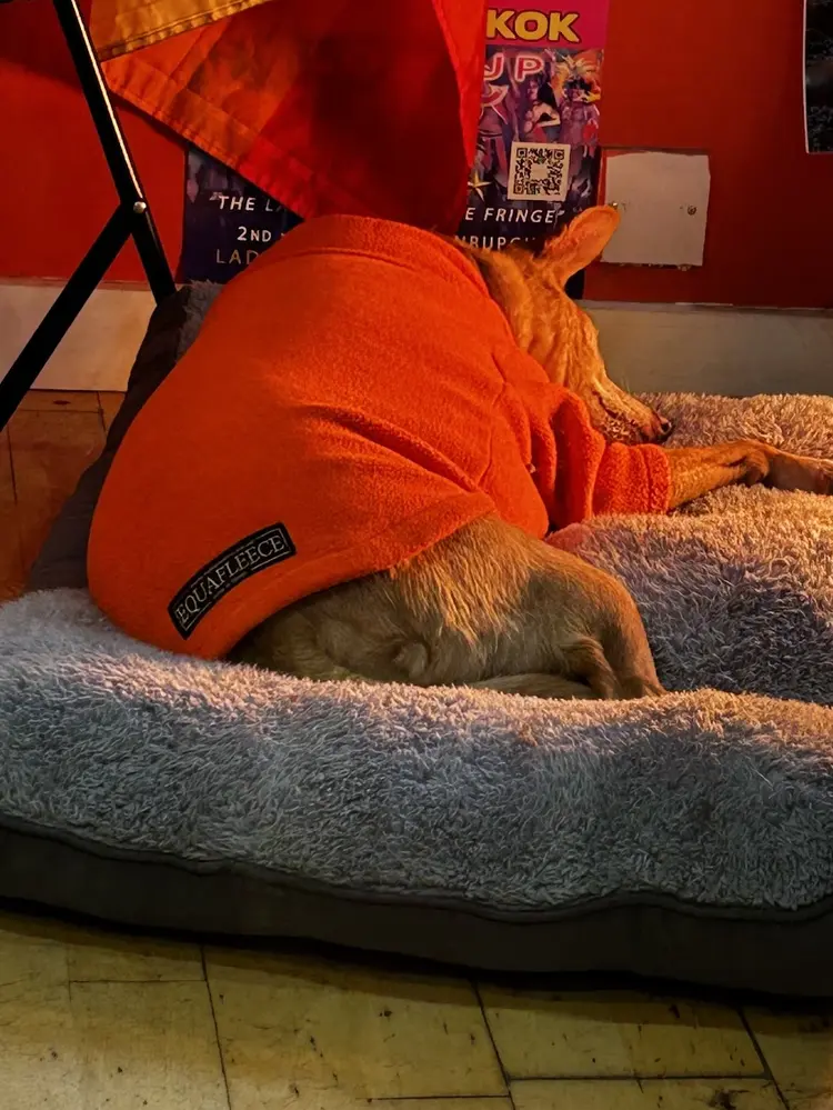 Elsa the shop dog curled up in her bed wearing an orange fleece
