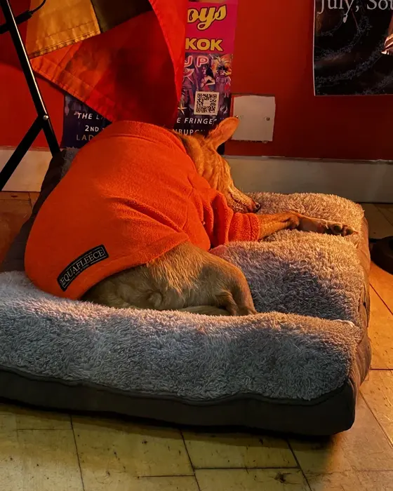 Elsa the shop dog asleep in her bed at Bad Boy Barbers, wearing an orange fleece